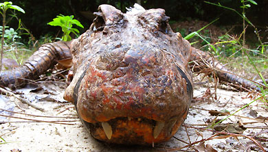 Head of an orange crocodile