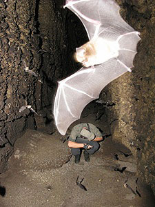 Chauves-souris en gros plan dans la grotte Dinguembou au Gabon
