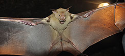 Bat with wide opened wings